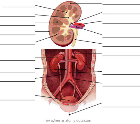 The Urinary System Image