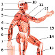 Los músculos del cuerpo humano, vista lateral