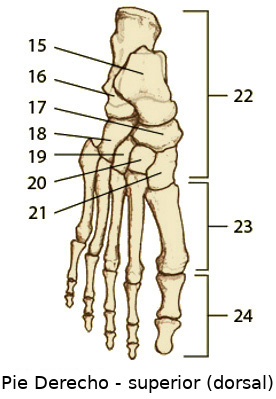 los huesos del pie