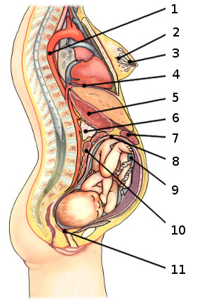 La anatomía del embarazo, etiquetada