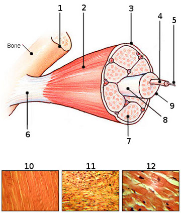 imagen del tejido muscular