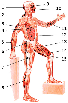 Los músculos del cuerpo, vista lateral 2