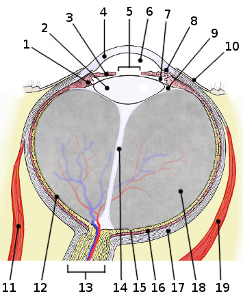 anatomía del ojo