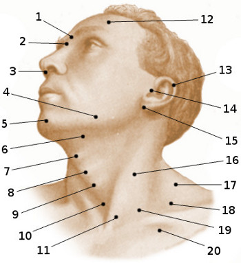 Anatomía de la superficie de la cabeza y el cuello