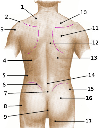 Anatomía de la superficie del torso, posterior