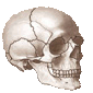 Les quiz d'anatomie et de physiologie gratuits!