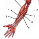 Les muscles du bras, les emplacements