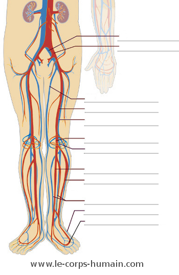 Une image du système cardiovasculaire (bas du corps)
