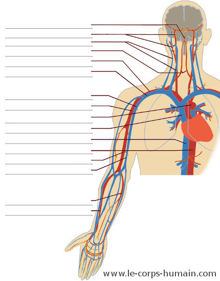 Une image du système cardiovasculaire (haut du corps)