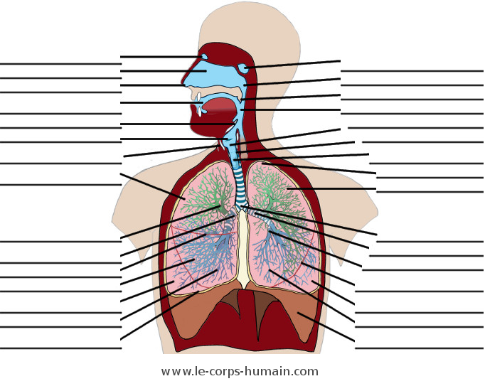 L'anatomie du système respiratoire