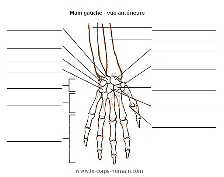 une image des os de la main (antérieur)