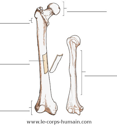 L'anatomie d'un os long