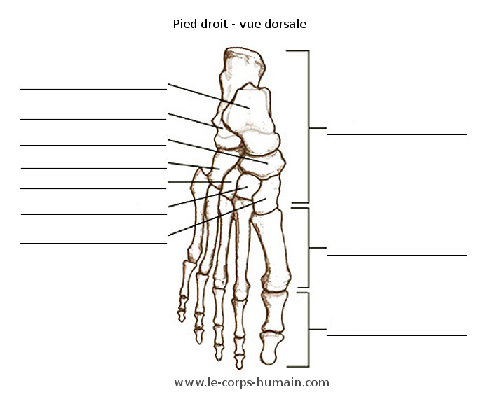 Les os du pied (face dorsale)