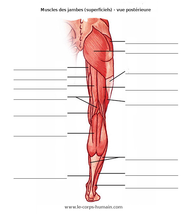 Une image des muscles de la jambe (postérieure)