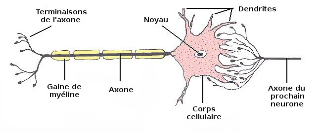 L'anatomie d'un neurone