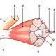 La structure du tissu musculaire