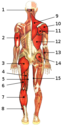 Les muscles du corps, vue postérieure 1