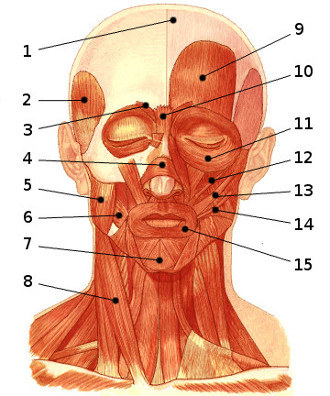 Une image des muscles du visage