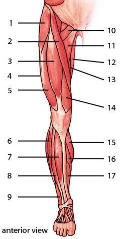 Les muscles du membre inférieur, vue antérieure