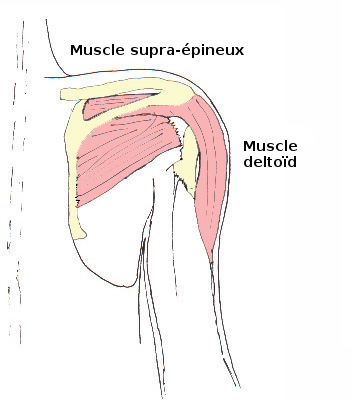 L'action du muscle deltoïde - détendue