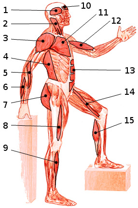 Les muscles du corps, vue latérale 1