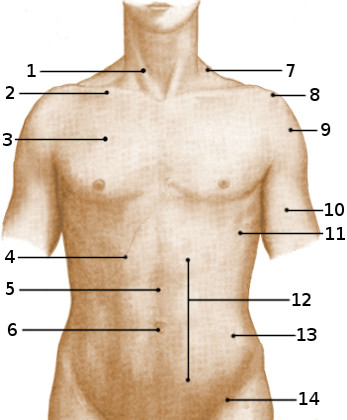 Anatomie superficielle du torse, antérieure