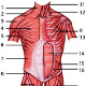 Les muscles du torse humain, vue de face