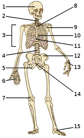 The bones of the human skeleton