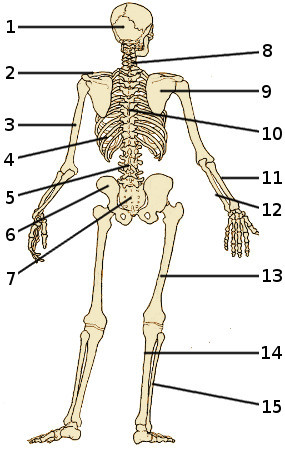 The bones of the human skeleton, rear view
