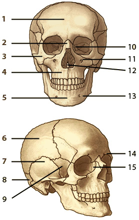 The bones of the human skull, front and lateral