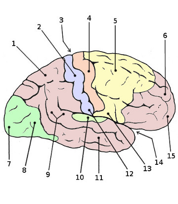 the anatomy of the cerebral cortex the anatomy of the cerebral cortex