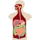 The anatomy and physiology of the digestive system