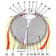 The anatomy of the eye