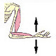 General anatomy