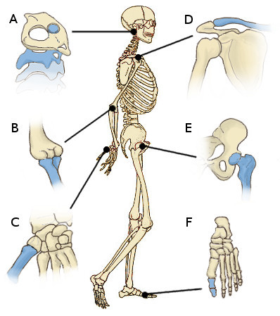The joints of the human body