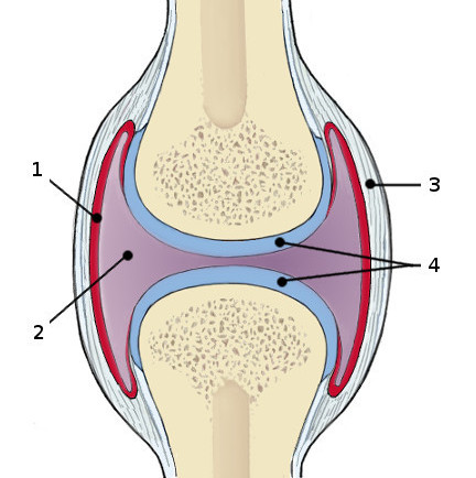 The joints of the human body