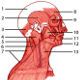 The muscles of the head and neck, locations
