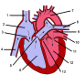 The anatomy of the heart