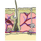 The anatomy and physiology of the integumentary (skin) system
