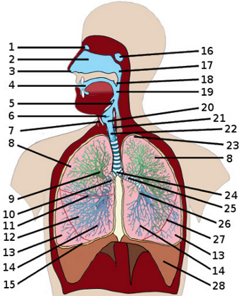 the anatomy of the respiratory system
