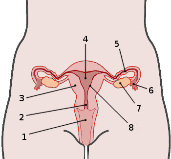 Female reproductive system, labelled