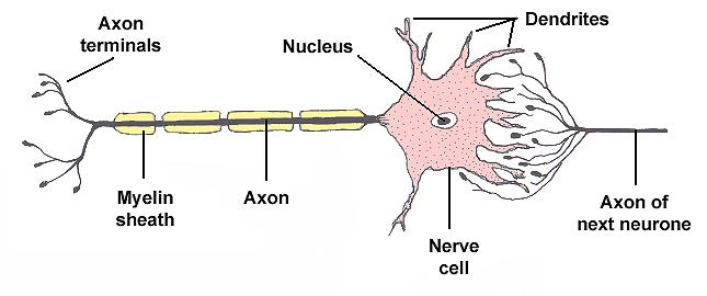 The anatomy of a neurone