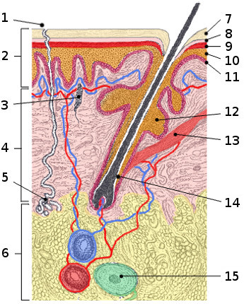 The anatomy of the skin (integumentary system)