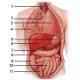 The anatomy of the internal organs