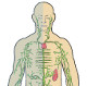 The anatomy, physiology and pathology of the lymphatic system