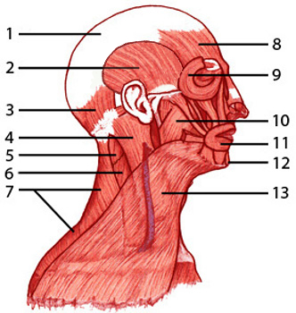 The muscles of the head and neck