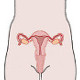 The anatomy and physiology of the reproductive system