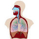 The anatomy and physiology of the respiratory system