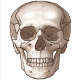 The skeletal system