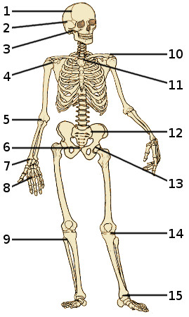 The bones of the human skeleton
